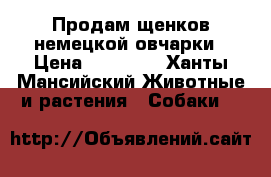 Продам щенков немецкой овчарки › Цена ­ 10 000 - Ханты-Мансийский Животные и растения » Собаки   